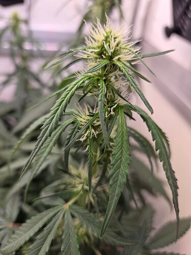 Growreport Bild 6