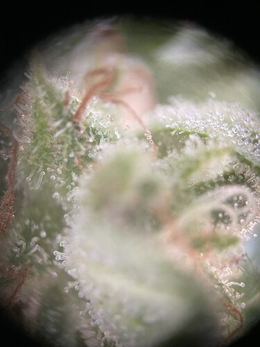 Growreport Bild 4