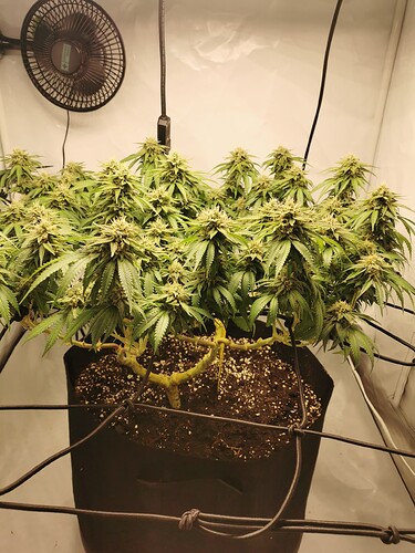 Growreport Bild 13