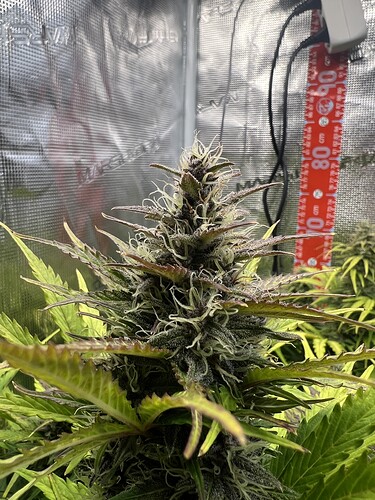 Growreport Bild 19