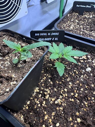 Growreport Bild 27