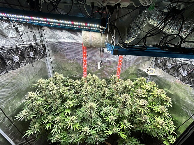 Zwei blühende Cannabispflanzen in einem Growzelt unter LED-Beleuchtung.