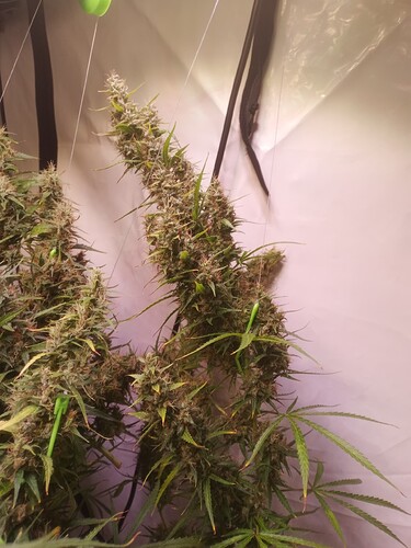Growreport Bild 20