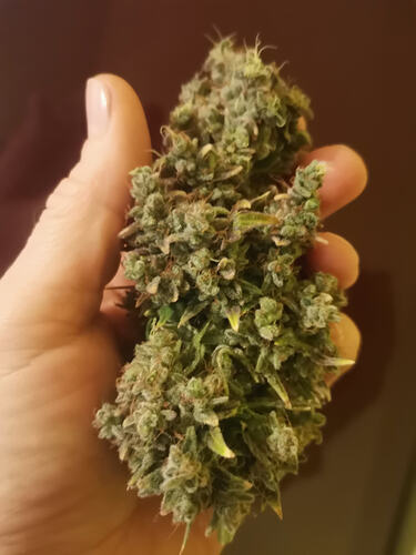 Growreport Bild 1