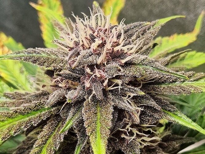 Growreport Bild 4