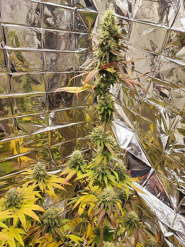 Growreport Bild 1