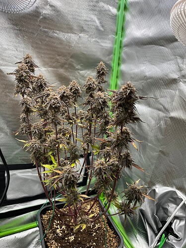 Growreport Bild 13