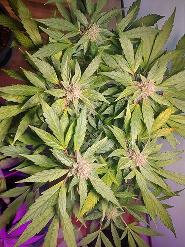 Growreport Bild 5