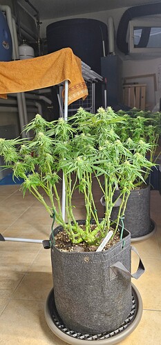 Growreport Bild 7