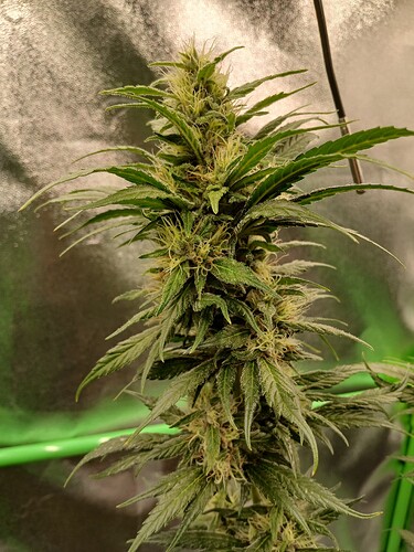 Growreport Bild 19