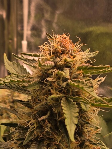 Growreport Bild 7
