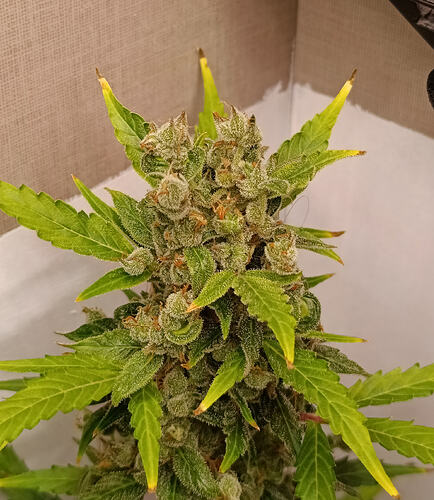 Growreport Bild 4