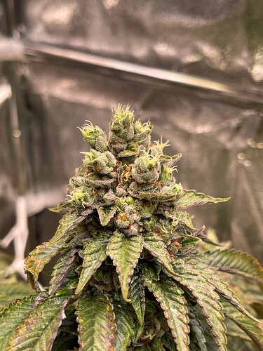 Growreport Bild 13