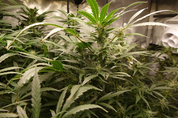 Growreport Bild 1
