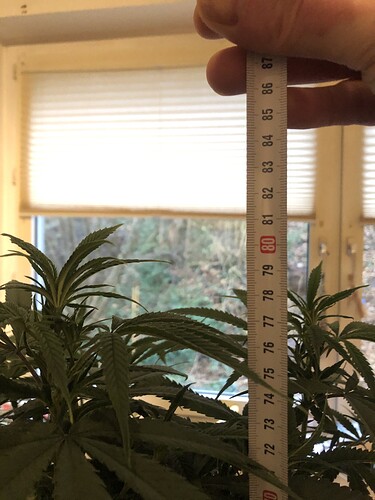 Growreport Bild 3
