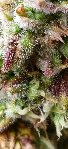 Growreport Bild 9