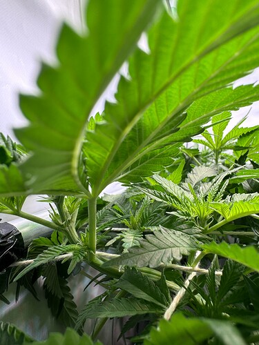 Growreport Bild 3