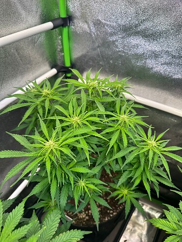 Growreport Bild 11