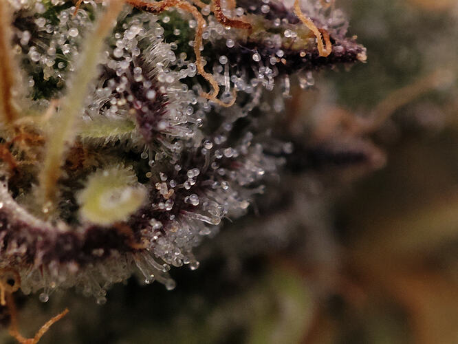 Growreport Bild 82