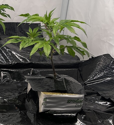 Growreport Bild 37