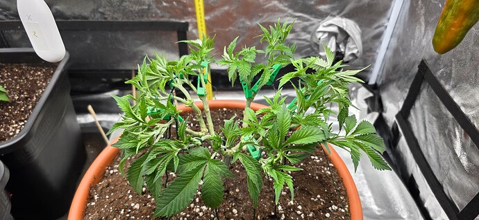 Growreport Bild 3