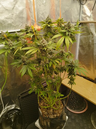 Growreport Bild 2