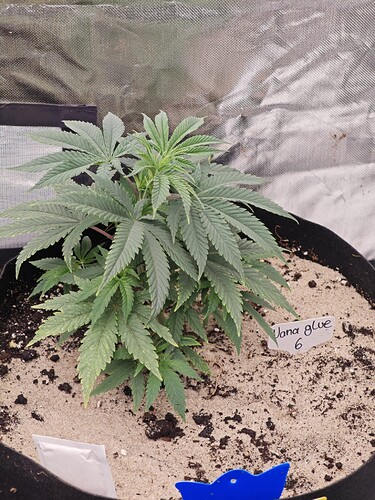 Growreport Bild 6