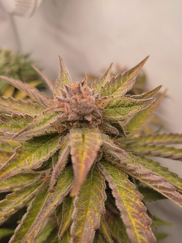 Growreport Bild 15