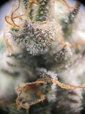 Growreport Bild 5