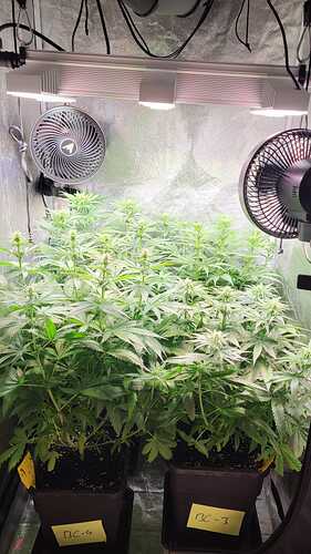 Growreport Bild 13