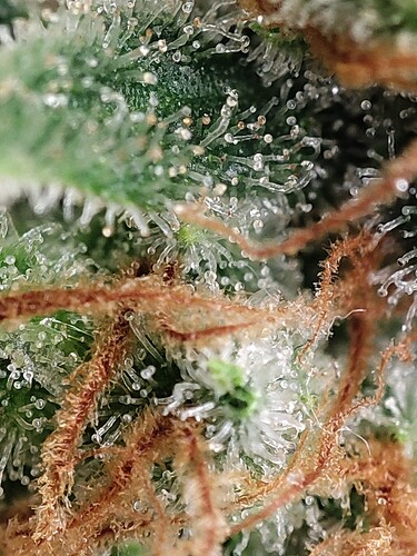 Growreport Bild 96