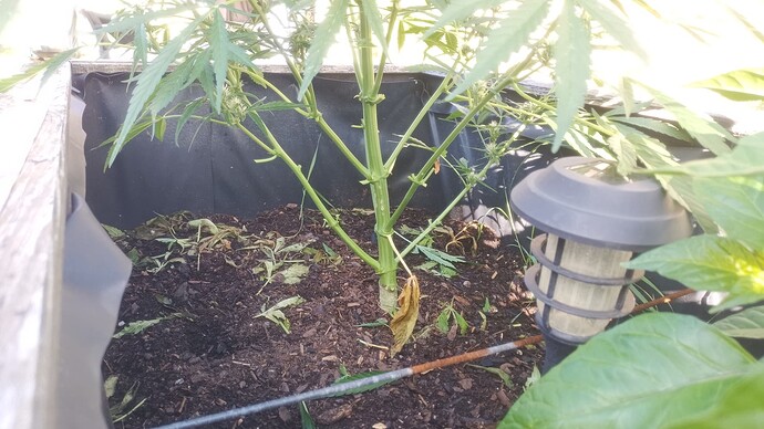 Growreport Bild 17