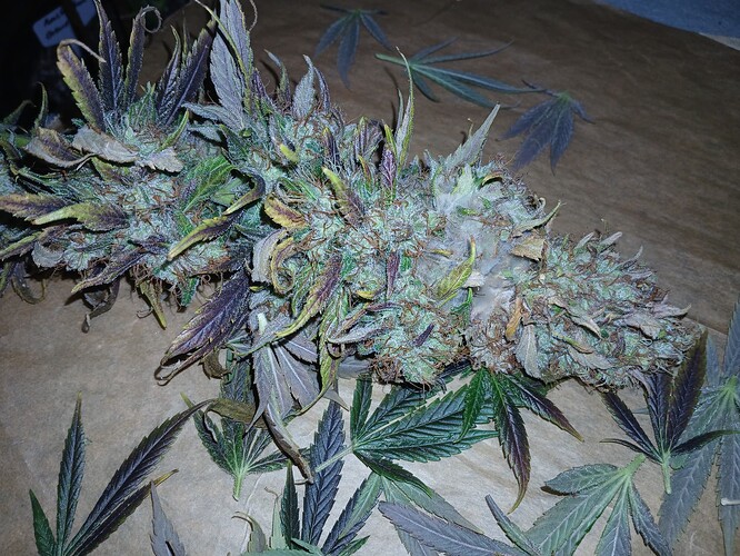 Growreport Bild 4