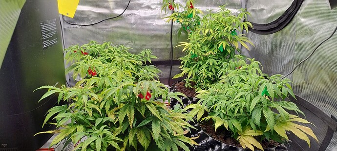 IMG_20251028_145421763_HDR