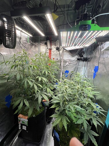 Growreport Bild 4