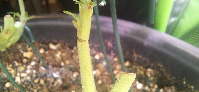 Growreport Bild 2