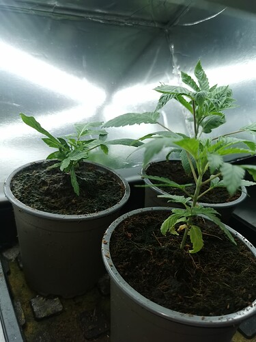 Growreport Bild 1