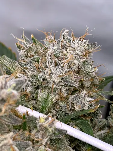 Growreport Bild 4
