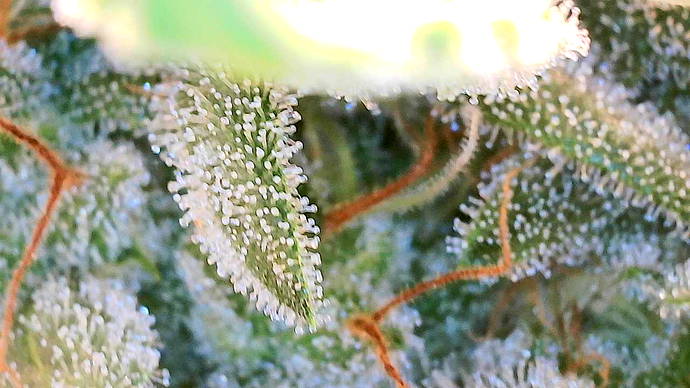 Growreport Bild 26