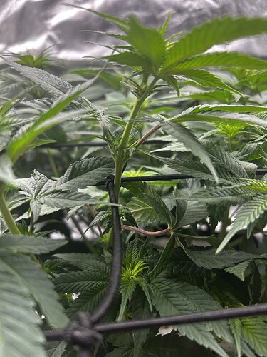 Growreport Bild 3