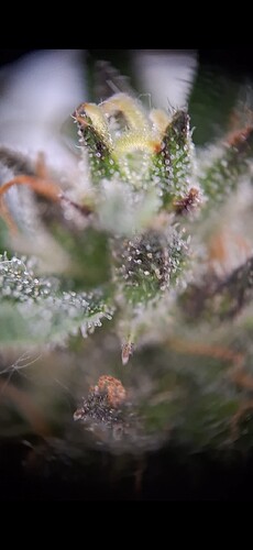 Screenshot_20240621_170337_Gallery