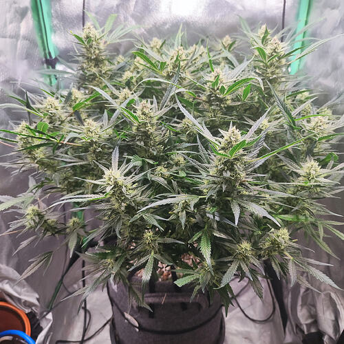 Growreport Bild 1