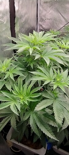 IMG_20250202_130554672_HDR