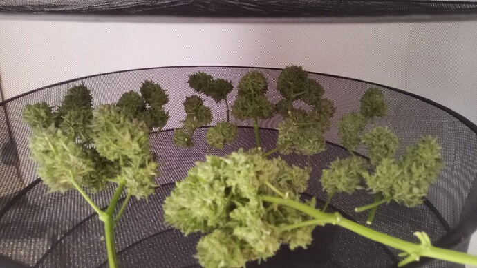 Growreport Bild 28