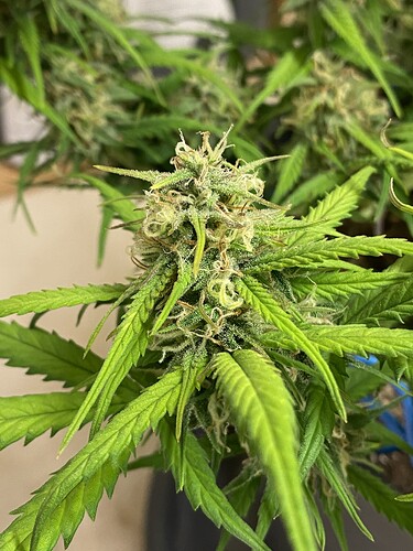 Growreport Bild 35