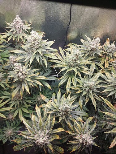Growreport Bild 4