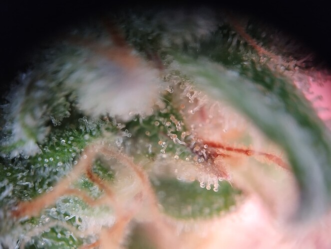 Growreport Bild 7