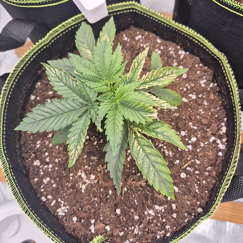 Growreport Bild 7
