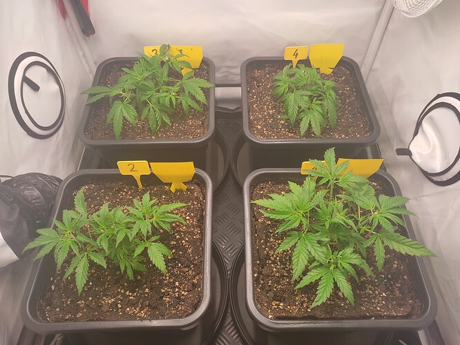 Growreport Bild 4