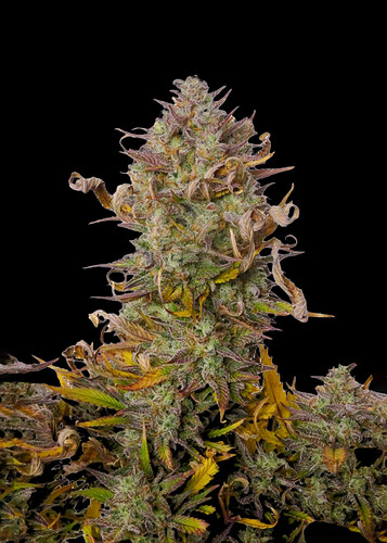 strawberry-banana-xl-auto